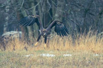 Seeadler Nahaufnahme beim Fressen