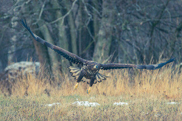 Seeadler Nahaufnahme beim Fressen