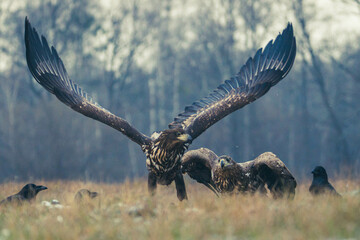 Seeadler Nahaufnahme beim Fressen