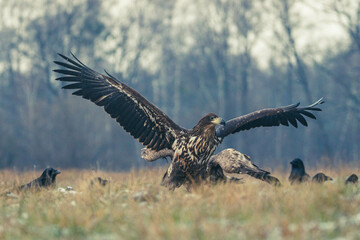 Seeadler Nahaufnahme beim Fressen