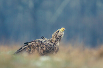 Seeadler Nahaufnahme beim Fressen