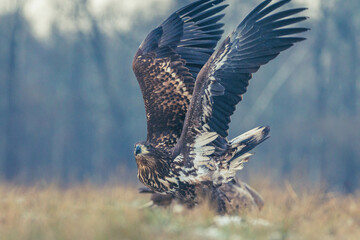 Seeadler Nahaufnahme beim Fressen