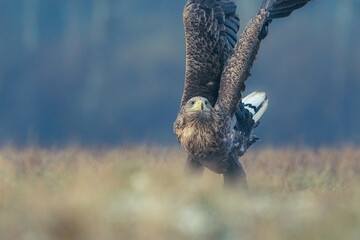 Seeadler Nahaufnahme beim Fressen