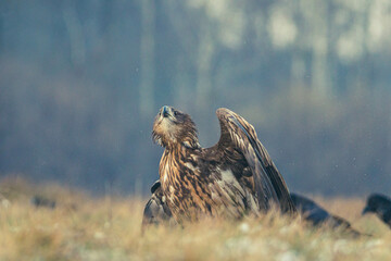 Seeadler Nahaufnahme beim Fressen