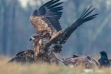 Seeadler Nahaufnahme beim Fressen