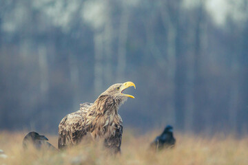 Seeadler Nahaufnahme beim Fressen