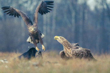 Seeadler Nahaufnahme beim Fressen