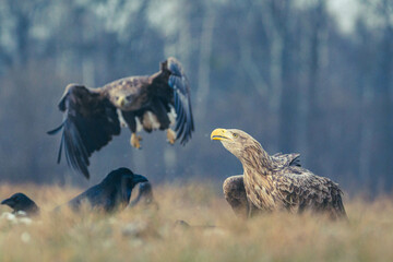 Seeadler Nahaufnahme beim Fressen