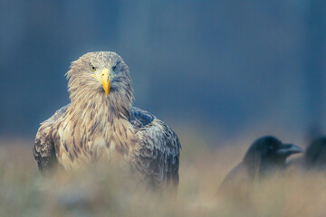 Seeadler Nahaufnahme beim Fressen