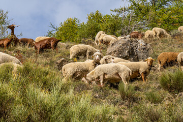 Fototapeta premium Flock of sheep graze on the a pasture in the highlands, in the fall, against the rock and trees background. French sheeps