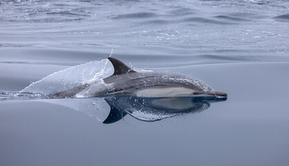 dolphin jumping out of water