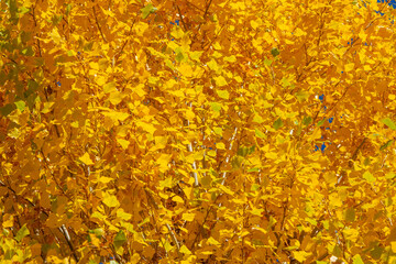 Naklejka na ściany i meble Beautiful yellow leaves background. Autumn season. High quality photo