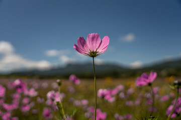 Fototapeta premium flower pink in field meadow hill mountain close up bokeh