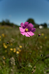 flower pink in field meadow hill mountain close up bokeh