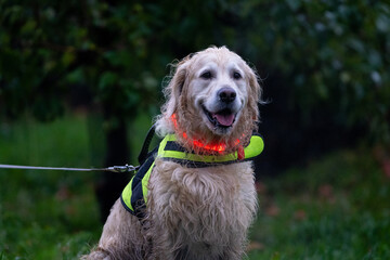 golden retriever dog on a dark night with led lights and a fluo harnass for safety (optimal...