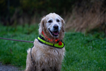 golden retriever dog on a dark night with led lights and a fluo harnass for safety (optimal visibility)	
