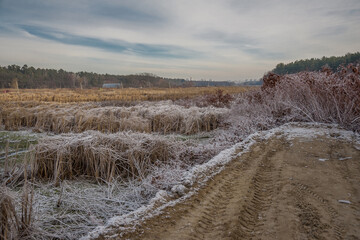 Snow-covered winter trees on a path near the forest.