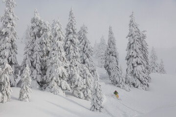 Fototapeta premium Skier moving in snow powder in the pine forest on a steep slope on a backcounrty terrain. Freeride, winter sports outdoor