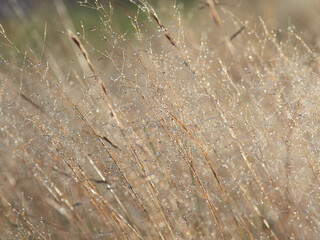 Dew drops on grass in backlight after rain in meadow.