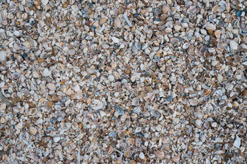 texture shells