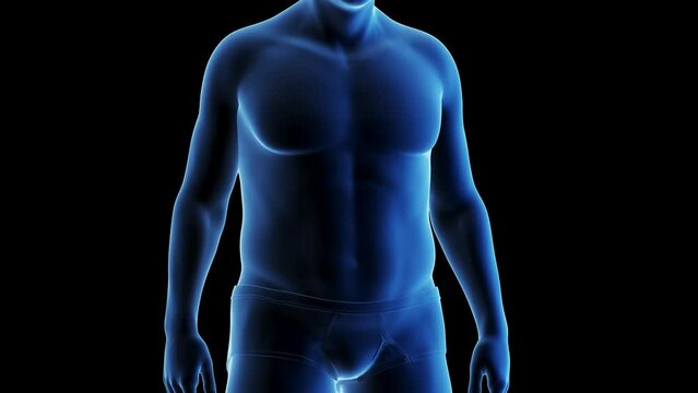3d rendered medical animation of man's rounder body transforming to a fitter body
