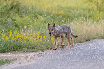 Apennine wolf female in Italy, Gran Sasso, Abruzzo.