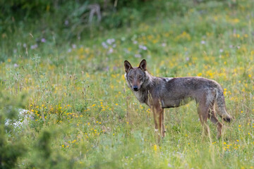 Apennine wolf female in Italy, Gran Sasso, Abruzzo.