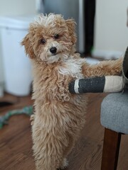 Dog in cast
