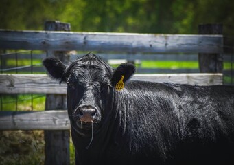 Huge black cow looking at the camera on a sunny farm in the countryside
