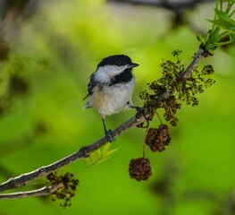 Closeup of a cute little chickadee perched on a thin curving branch on a blurred green background