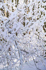 Close up of tree branches covered in snow in the forest