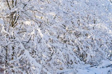 Branches covered with snow in the forest