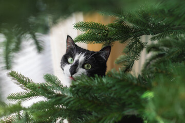 Black and white cat peeking out from behind a Christmas tree
