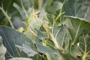 Caterpillar larvae eating cabbage leaves