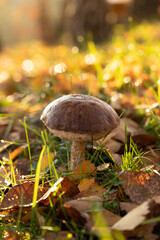 Brown birch bolete surrounded by leaves. Edible mushroom.