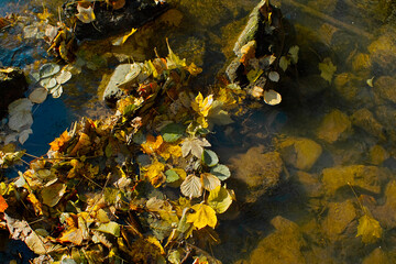 colorful leaves in the river at autumn