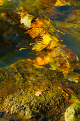 colorful leaves in the river at autumn
