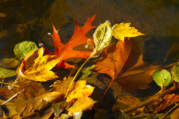 colorful leaves in the river at autumn