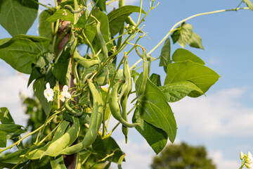 Green beans close up