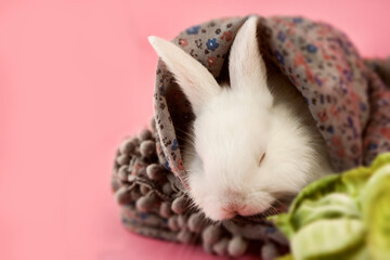 Little white fluffy rabbit sleeping in scarf on a pink background with space for text, without anyone, close-up