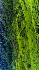 green moss background