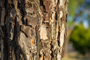Primer plano corteza de árbol