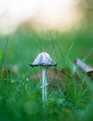mushroom in the green grass