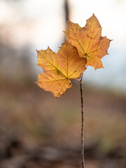 Fototapeta na wymiar Autumn leaf in the forest
