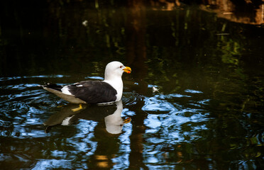 Kelp Gull (Larus dominicanus)
