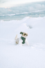 Dog playing in the snow