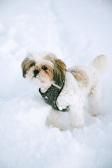 White dog in the snow