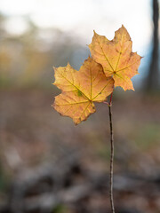 Autumn leaf in the forest