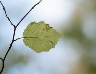 Autumn leaf in the forest
