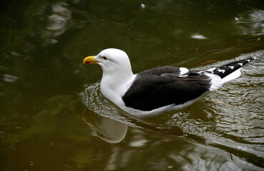 Kelp Gull (Larus dominicanus)